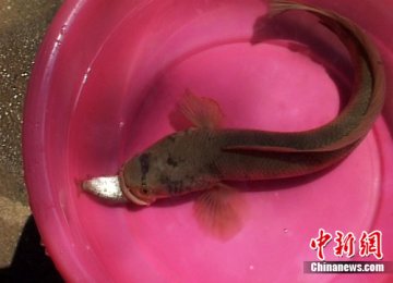 钓鱼者钓出有舌头会变色怪鱼