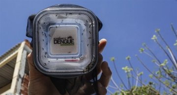 巴西释放近万只“有益蚊子” 对抗登革热传播