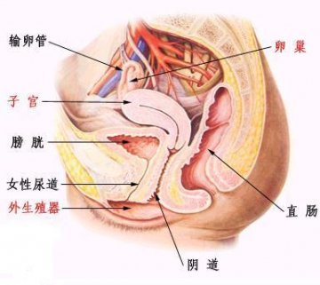 女性生殖系统解剖