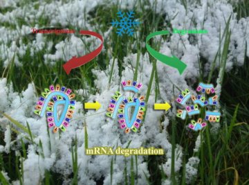 植物所发现植物全基因组应答低温中信使RNA降解新机制