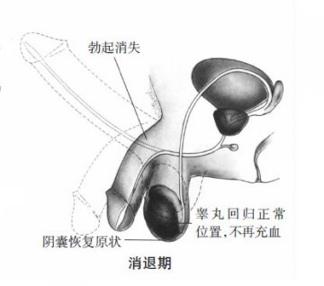 科普男女性器官在性反应周期中的变化