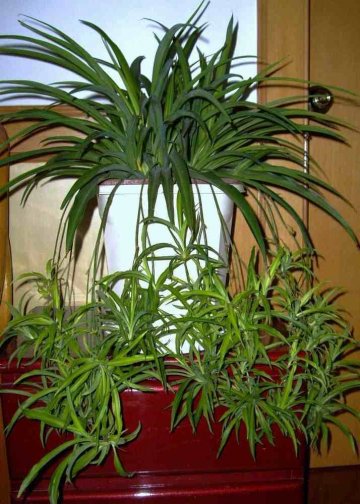 孕妇禁忌之室内适合摆放的植物大全