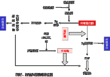 纤溶、抗凝与溶栓等机理