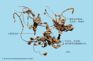 车前草（Cheqiancao）中药材鉴别照片