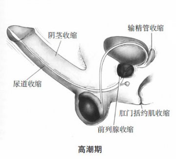 科普男女性器官在性反应周期中的变化