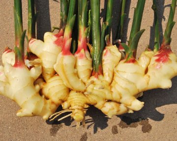生姜10大神奇功效堪：能治疗口腔溃疡