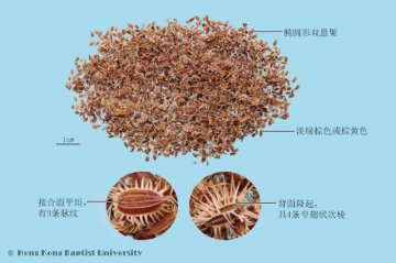 南鹤虱（Nanheshi）中药材鉴别照片