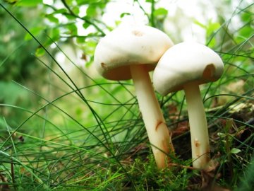 这15种食品最易被掺毒