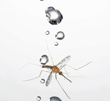 科学家揭秘蚊子如何在雨滴碰撞中幸免于难