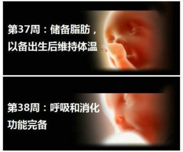 生命的史诗！人类从受精到出生全过程