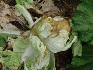 这13种菜天生有毒！