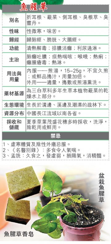 饮食养生：鱼腥草清肺热解疮毒