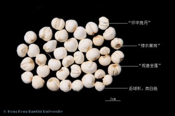 川贝母（Chuanbeimu）中药材鉴别照片