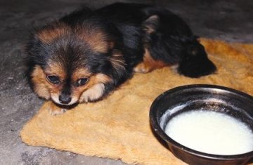 忠犬10余天不吃不喝为主人守灵