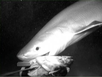 科学家用遥控相机拍摄澳洲怪异深海生物