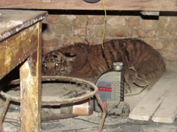 老虎闯入市民家中被误认为大猫