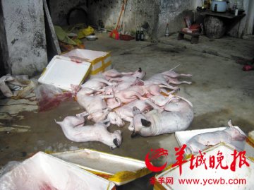 化州警方捣毁用氰化钠偷狗窝点 有毒狗肉流入广深食肆