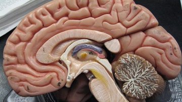 科学家实现用大脑植入物进行无线控制电脑