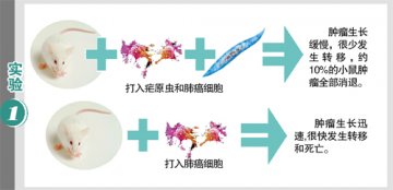 研究发现患疟疾可抑制肺癌 穗科学家正开发肺癌疫苗