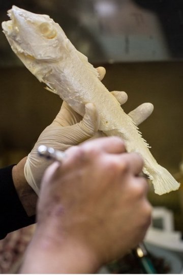 探访日本的食物模型工厂 仿真度极高
