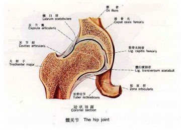 髋关节（冠状切面）