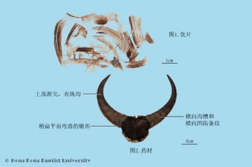 水牛角（Shuiniujiao）中药材鉴别照片