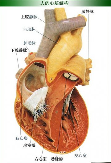 人体心脏结构