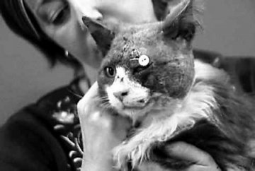小猫头中13枪后独自返回主人家中获救