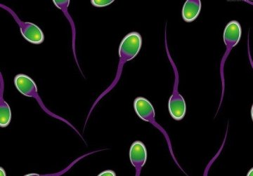 精子如何到达子宫深处