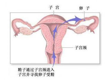 精子进入体内的途径