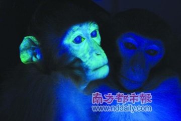 探访我国首例转基因弥猴 紫外线照射下全身发绿