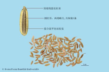 小茴香（Xiaohuixiang）中药材鉴别相册