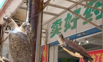 温州药店深陷“博客门”（续）