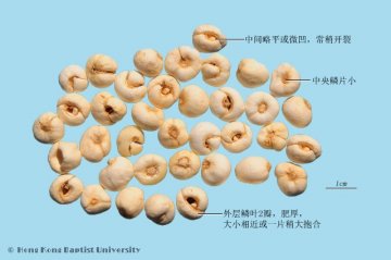 平贝母（Pingbeimu）中药材鉴别照片