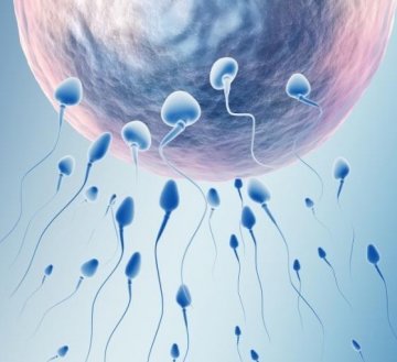 精子如何到达子宫深处