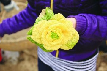 南京农大培育出新种白菜 形似黄玫瑰