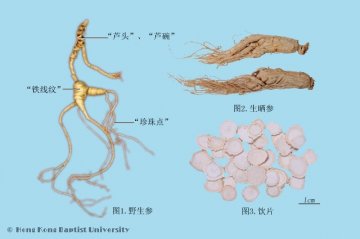 人参（Renshen）中药材鉴别照片