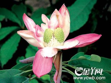 雌雄同体木莲开出双雌奇花