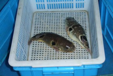 马鞍山查获剧毒河豚鱼我国每年均有贪食中毒死亡