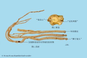 党参（Dangshen）中药材鉴别相册