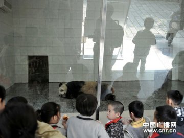 采血结束工作人员说熊猫大致需要1个小时恢复它的神志