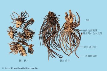 威灵仙（Weilingxian）中药材鉴别照片