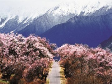 林芝桃花缘，爱在大峡谷