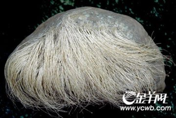 石头生长出丝状物状如老人白发