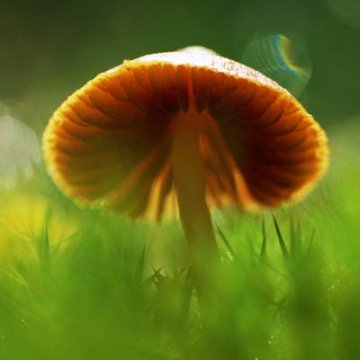 初夏健康指南：必吃的4种抗衰老食物