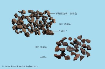 磁石（Cishi）中药材鉴别照片