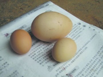 村民收获4两重鸡蛋不舍得卖出又不敢吃