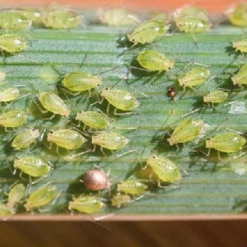 科学家首次发现昆虫光合作用
