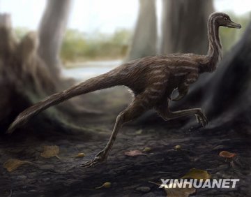我国科学家首次发现单爪龙类恐龙化石