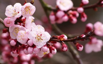 不时不食 养生保健吃这些春菜